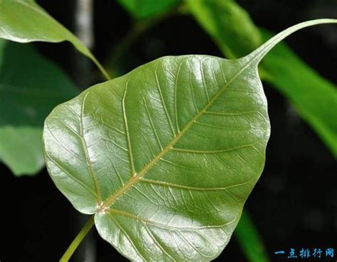 菩提樹葉子功能 陰神有哪些